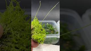 Utricularia Graminifolia  blasenkraut südafrika moorpflanze fleischfressende 🌱 [upl. by Kingsbury]