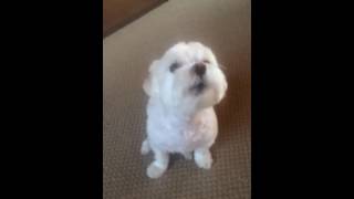 Max the Maltese attempting to bark but is hoarse and sounds like a duck [upl. by Yvad]