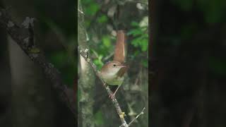 The rufous nightingale singing Luscinia megarhynchos shortvideo birds birdsong [upl. by Avot]