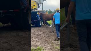 When the horses swarm the electric company workers 😂 [upl. by Narcis]