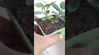 Ficus microcarpa garden nature bonsai [upl. by Acire]