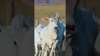 Características del TABAPUA 🤠🧐🤯 ganado tabapuã toro [upl. by Mariand450]