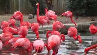 Pink Flamingo Birds  At The National ZOO [upl. by Isis]