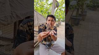 Biawak besar masuk rumah pas aku cek burung shorts biawak reptiles lucu viral komedi burung [upl. by Fanechka]