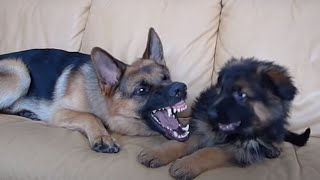 German Shepherd and Puppy Playing On Couch [upl. by Lirbaj]