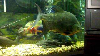 Oscar fish picks Fight with Red Belly Pacu [upl. by Anum]