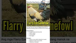 The Flarry Eye Grey Gamefowl gamefowl manok [upl. by Eaj883]