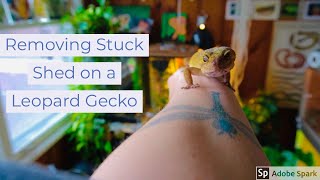 Removing Stuck Shed From A Leopard Gecko [upl. by Puritan]