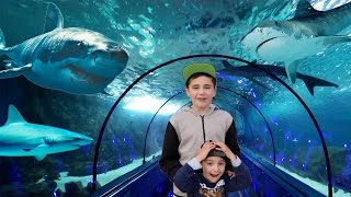 VLOG  DANS LE TUNNEL DES REQUINS À MARINELAND 😱 [upl. by Nowaj879]