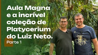 A MAIS INCRÍVEL coleção de PLATYCERIUM e AULA MAGNA e sabedoria no cultivo Salve o Luiz Neto [upl. by Uuge]