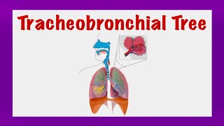 The Tracheobronchial Tree Thorax [upl. by Wallace]