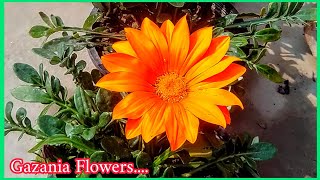 How to Grow Gazania Flowers in Pots  Gazania Plant Care Tips  The Small Story [upl. by Pinzler]