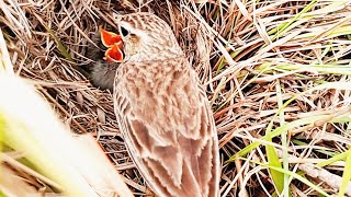 Pipit bird dont letting babies alone for other predators  birds sound BirdPlusAnimals [upl. by Aytak259]