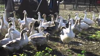 Embden Toulouse amp American Buff Geese [upl. by Atinav]