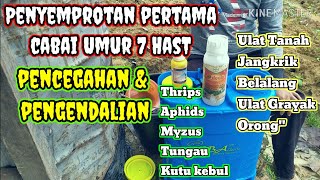 Penyemprotan Pertama Tanaman Cabe Umur 7 hst dgn insektisida Decis 25 Ec amp Insektisida Winder 100 ec [upl. by Koch801]