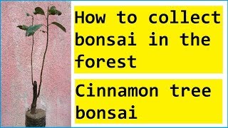 wild cinnamon bonsai tree [upl. by Zohar]