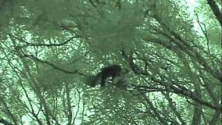 NOVA ScienceNOW  Cowbird Lays Egg on Top of Another Bird [upl. by Tnayrb]