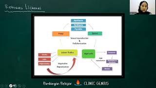 LICHENES Lumut Kerak  Pengertian Bentuk dan Reproduksi Lichenes [upl. by Etna929]