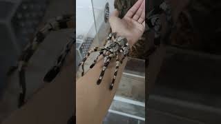 Handling a tarantula Poecilotheria Regalis [upl. by Llehcor]