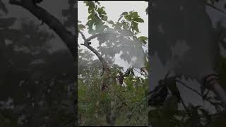 Fumigando el Cultivo de Cacao Abono Foliar [upl. by Posner928]