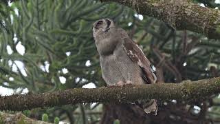 Verreauxs EagleOwl calling to each other [upl. by Sophia]