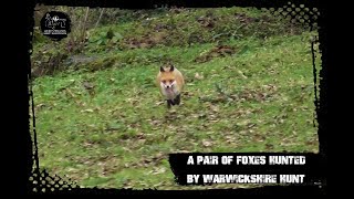 A pair of foxes hunted by Warwickshire Hunt [upl. by Fleeta359]