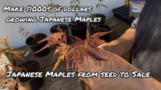 Make 1000s Growing Japanese Maples From Seed [upl. by Akkin423]