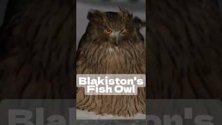 Blakistons Fish Owl youtubeshorts shorts shortvideo [upl. by Caniff82]