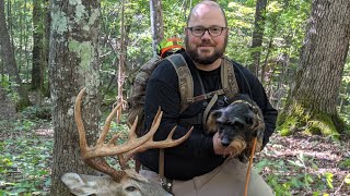 Wirehaired Dachshund tracks beautiful buck [upl. by Avik]