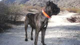 Cane Corso Dogs  Super Cute  Ancestors of the Roman Molosser [upl. by Ylrac]