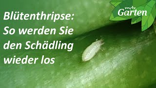 Blütenthrips So werden die Schädlinge bekämpft  MDR Garten [upl. by Loftis]