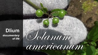 American black nightshade Solanum americanum  part 1 [upl. by Hnacogn]