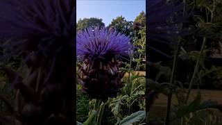 Giant thistles in Inveresk Episode 233 inveresk thistles scotland gingerman [upl. by Ylrrad563]