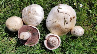 Agaricus campestris Champiñón silvestre  Field Mushroom ComestibleEdible [upl. by Dianne676]