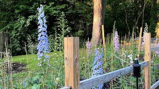 How To Take Cuttings From Delphiniums [upl. by Eceinart369]