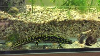 Triturus marmoratus [upl. by Eerrehc677]