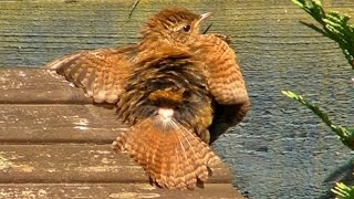 Wren  Tiny Bird Singing a Song and Sunbathing  Troglodyte Mignon Bain de Soleil [upl. by Ruthy]