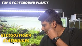 GlossostigmaWhat are the most popular foreground plants  Part 4  5 [upl. by Axe356]