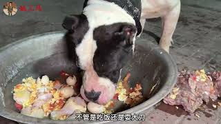 犬舍一哥白起被冷落，三嫂火冒三丈狂揍二凯，三马赶紧大餐伺候 [upl. by Berne289]