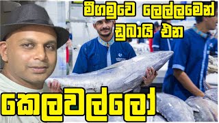 මීගමු මාලු🐠🐟🦞🦐Deira new fish market negombo fish day in life  Dubai  sinhala [upl. by Olav]