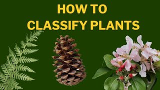 Learn Plant Classification  The Plant Kingdom [upl. by Slack]