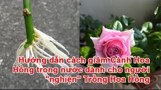 Hướng dẫn cách giâm Cành Hoa Hồng trong nước dành cho người “nghiện” Trồng Hoa Hồng [upl. by Trumaine]