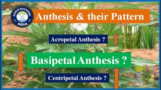 Anthesis Pattern  What is Anthesis amp their Patterns   Acropetal Anthesis   Basipetal Anthesis [upl. by Ullman70]