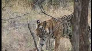 Madhya Pradeshs majestic National Park  Bandhavgarh [upl. by Uyekawa]