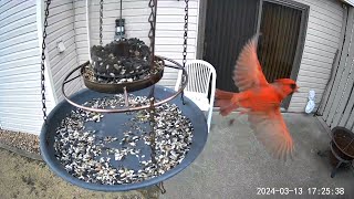 20240313  A compilation of the final Northern Cardinal visits of the day [upl. by Amice]