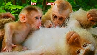 Wonderful moment Libby breastfeeding milk to both baby Lucie amp Leo in the same time [upl. by Berk]