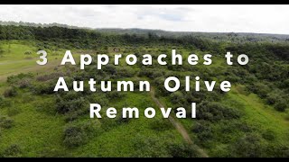 25 Autumn Olive Removal  3 Easy Methods Demonstrated on the Habitat Oasis Project in SE Ohio [upl. by Nit]