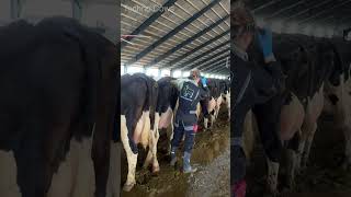 Incredibly Insemination of Cows🐄 Veterinary Pregnant Test farming calf howto pregnancy animals [upl. by Yelsek]