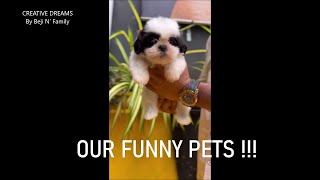 OUR FUNNY PETS [upl. by Adnawyt]