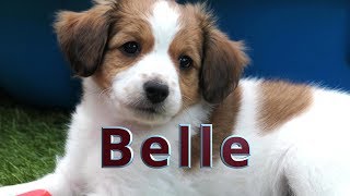 Belle ons Kooikerhondje [upl. by Josee258]